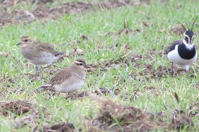 Pluvier guignard  - Luc Chaillot