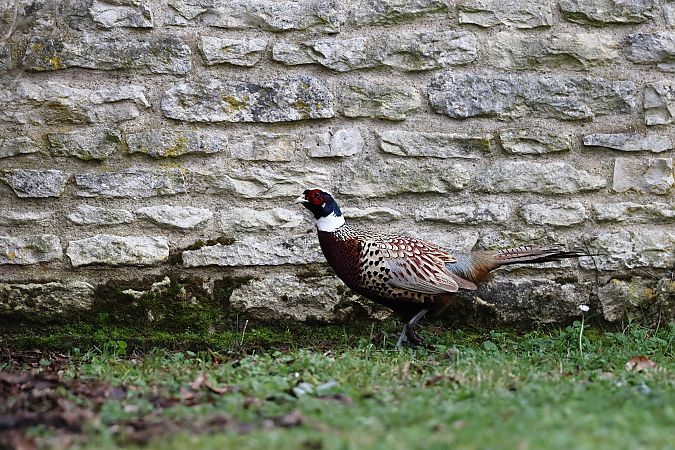 Faisan de Colchide  - Jean-Raymond Dupuy