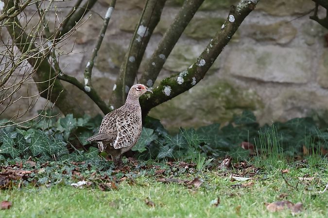 Faisan de Colchide  - Jean-Raymond Dupuy