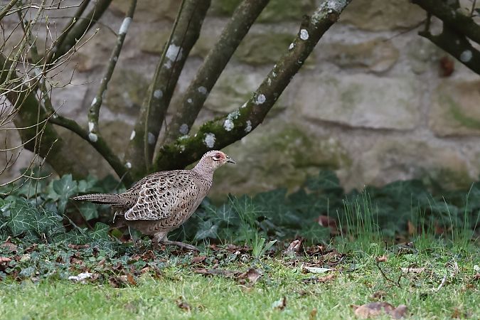 Faisan de Colchide  - Jean-Raymond Dupuy