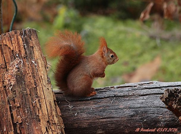 Ecureuil roux  - Bruno Foulard