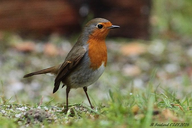 Rougegorge familier  - Bruno Foulard