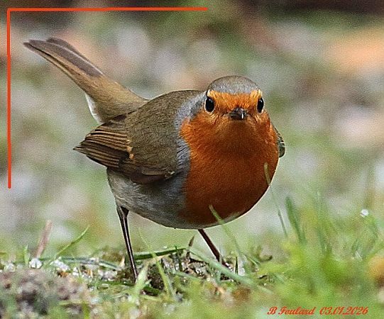 Rougegorge familier  - Bruno Foulard