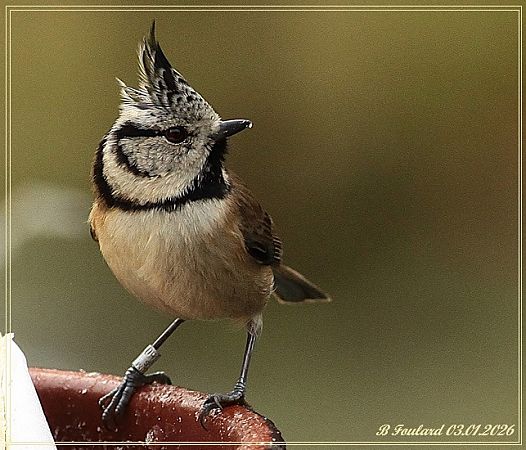 Mésange huppée  - Bruno Foulard