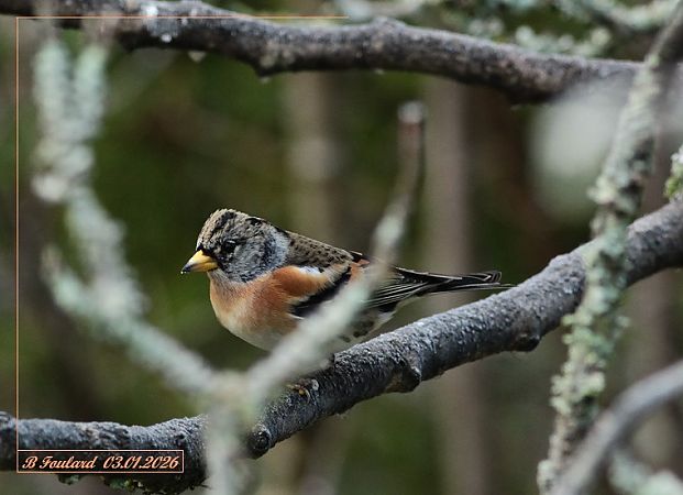 Pinson du Nord  - Bruno Foulard