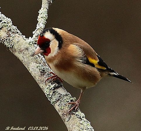 Chardonneret élégant  - Bruno Foulard