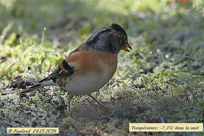 Pinson du Nord  - Bruno Foulard