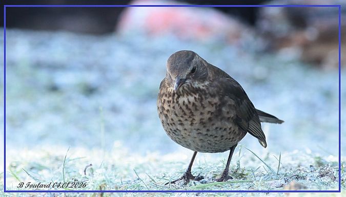 Grive musicienne  - Bruno Foulard