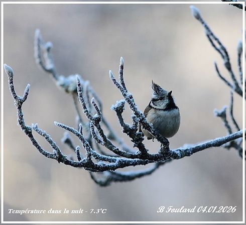 Mésange huppée  - Bruno Foulard