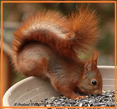Ecureuil roux  - Bruno Foulard