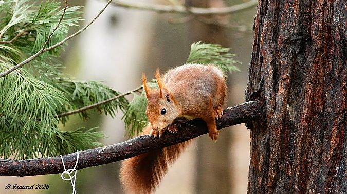 Ecureuil roux  - Bruno Foulard