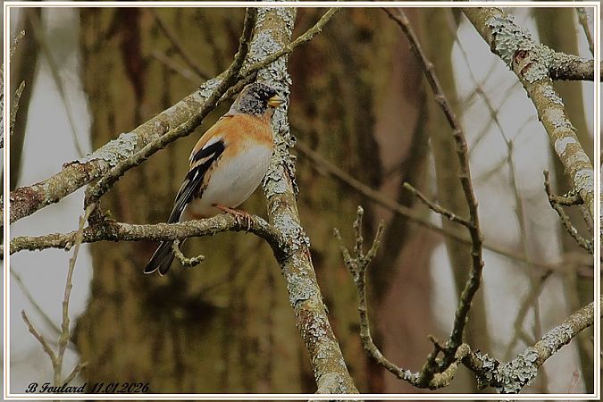 Pinson du Nord  - Bruno Foulard