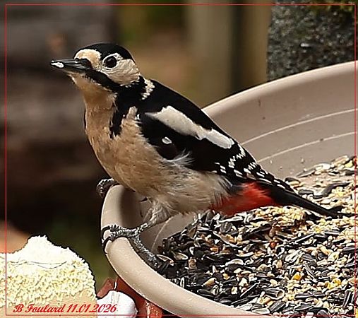 Pic épeiche  - Bruno Foulard