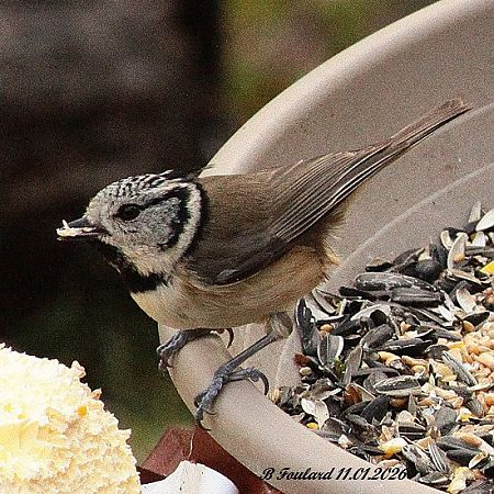 Mésange huppée  - Bruno Foulard
