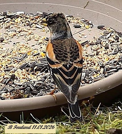 Pinson du Nord  - Bruno Foulard