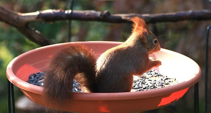 Ecureuil roux  - Bruno Foulard