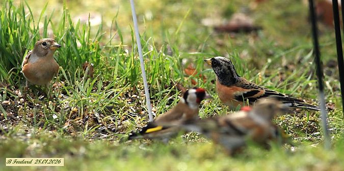 Pinson du Nord  - Bruno Foulard