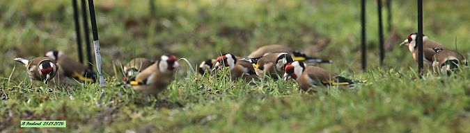 Chardonneret élégant  - Bruno Foulard