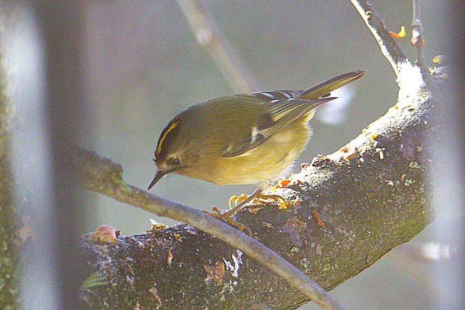 Roitelet huppé  - Carlos Malem