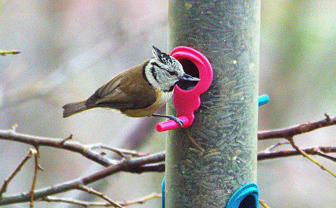 Mésange huppée  - Carlos Malem