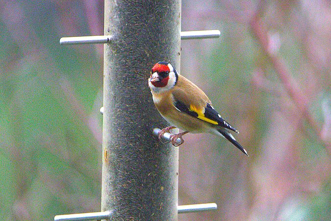 Chardonneret élégant  - Carlos Malem