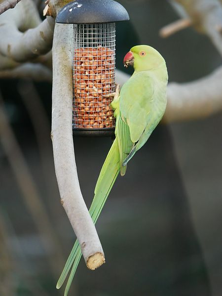 Perruche à collier  - Anne Sanquer