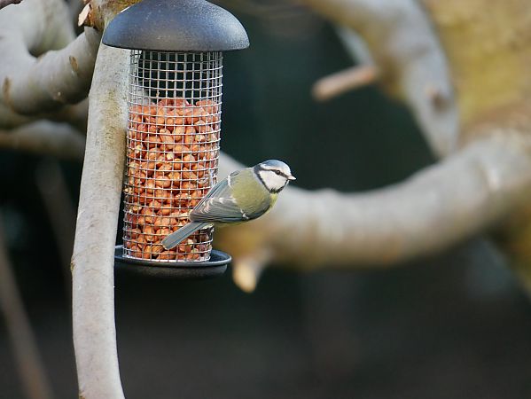 Mésange bleue  - Anne Sanquer