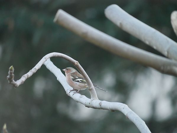 Pinson des arbres  - Anne Sanquer