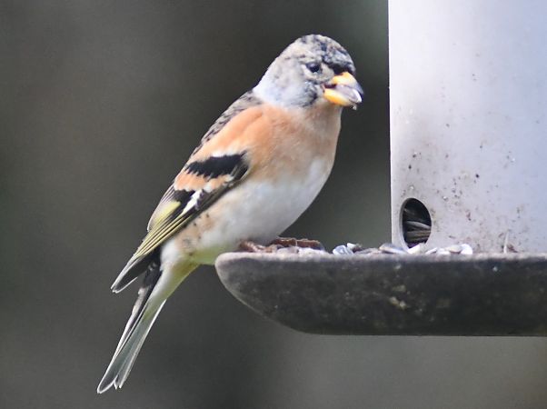 Pinson du Nord  - Jean Remiosz