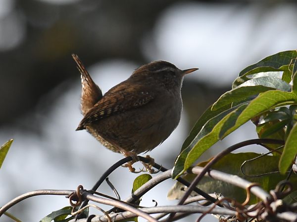Troglodyte mignon  - Jean Remiosz