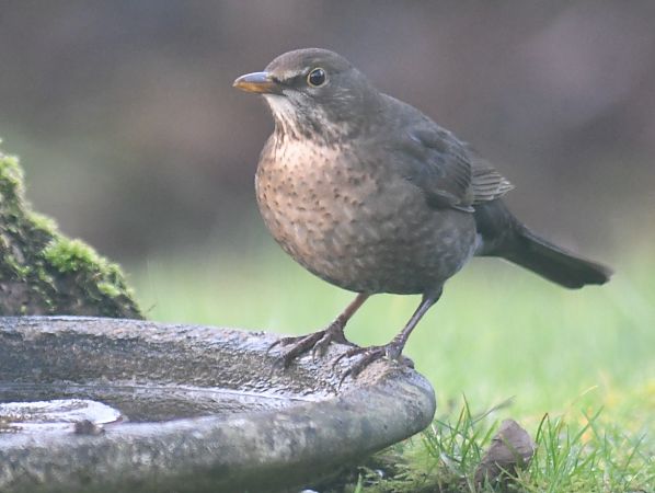 Merle noir  - Jean Remiosz