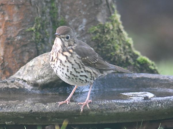 Grive musicienne  - Jean Remiosz