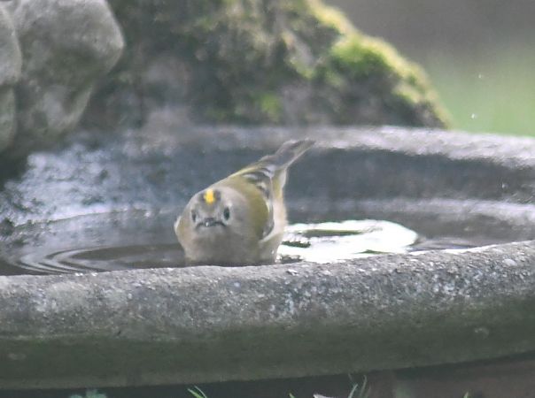 Roitelet huppé  - Jean Remiosz