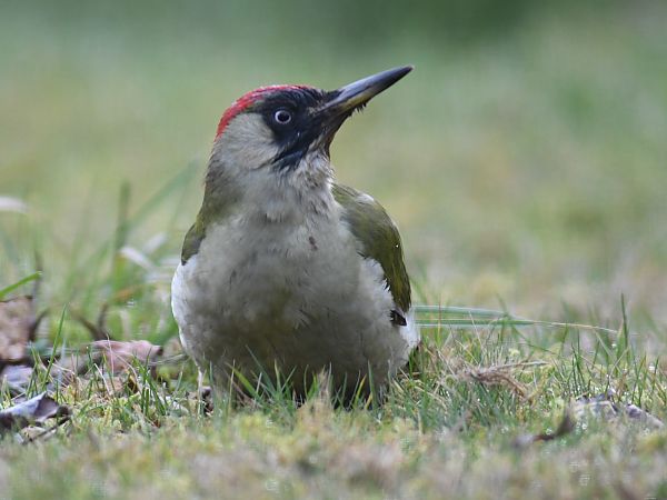 Pic vert  - Jean Remiosz