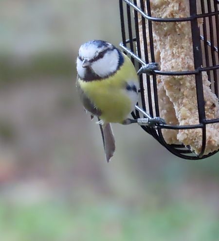 Mésange bleue  - Josy Mathieu