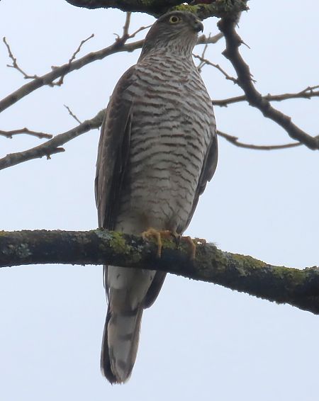 Épervier d'Europe  - Josy Mathieu