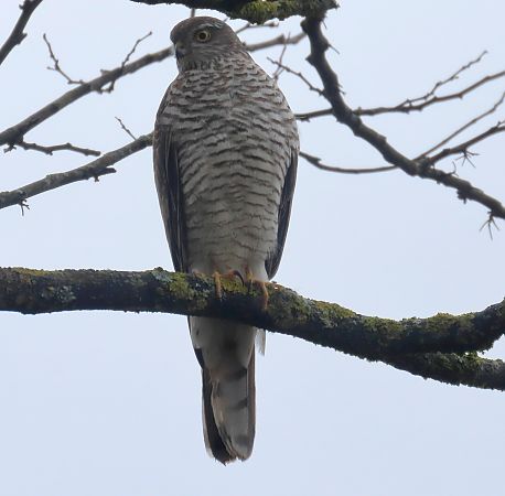 Épervier d'Europe  - Josy Mathieu