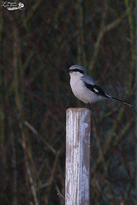 Pie-grièche grise  - Daniel Lafon