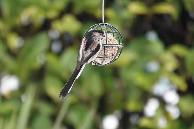 Mésange à longue queue  - Jean-Jacques Laffitte