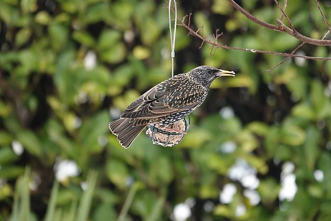 Étourneau sansonnet  - Jean-Jacques Laffitte