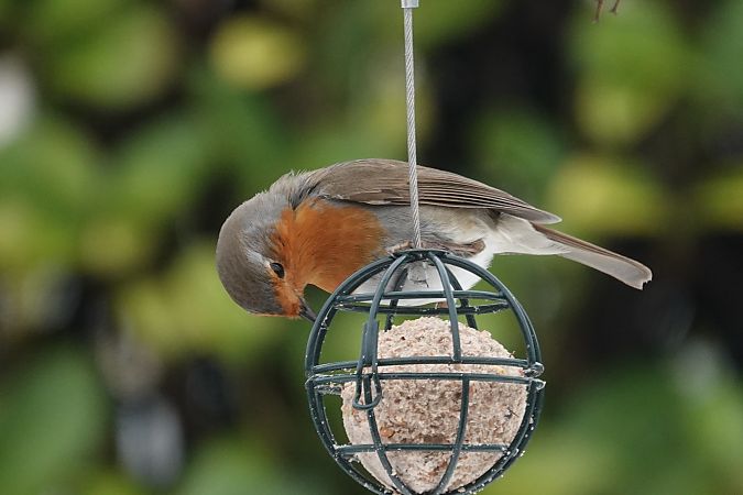 Rougegorge familier  - Jean-Jacques Laffitte