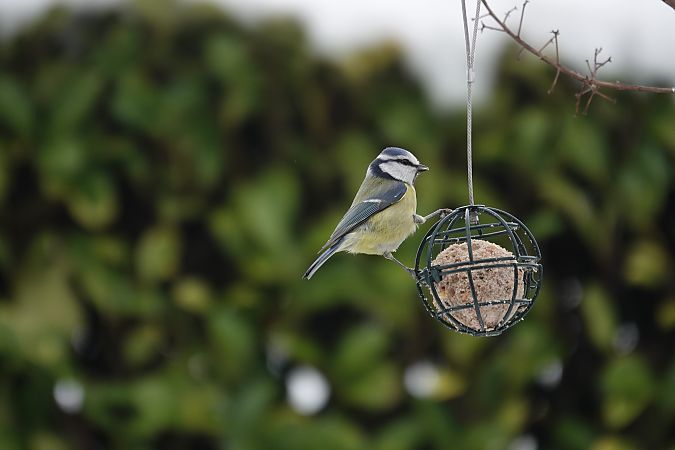 Mésange bleue  - Jean-Jacques Laffitte
