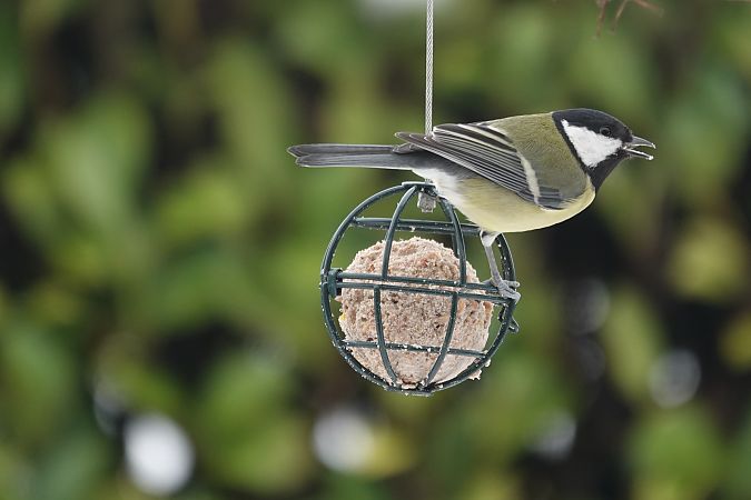Mésange charbonnière  - Jean-Jacques Laffitte