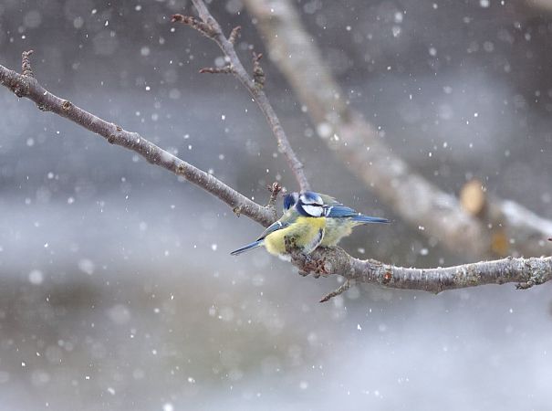 Mésange bleue  - Michel Bourrat