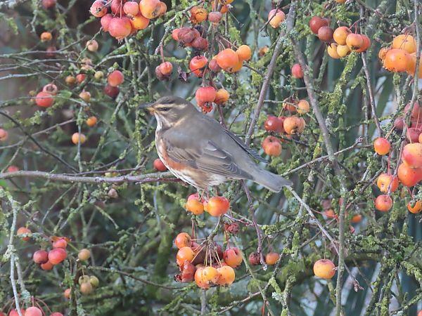 Grive mauvis  - Frédérique Lucas