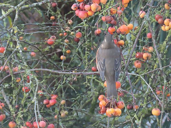 Grive mauvis  - Frédérique Lucas