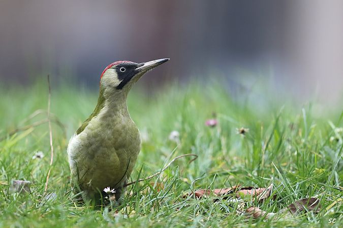 Pic vert  - Stéphane Corcelle
