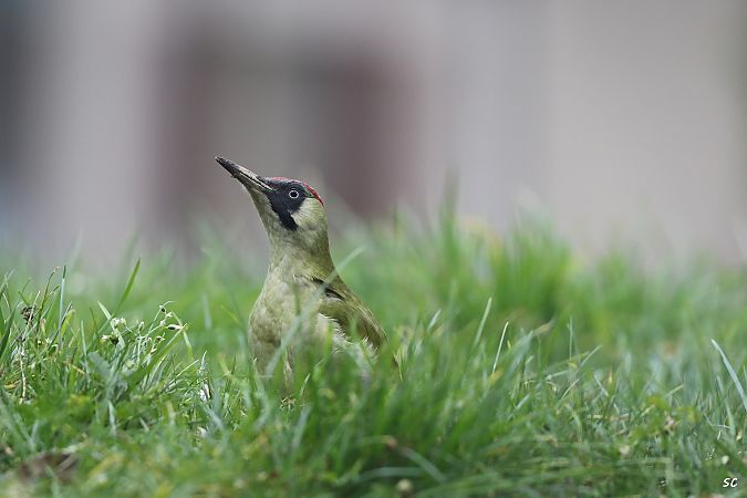 Pic vert  - Stéphane Corcelle