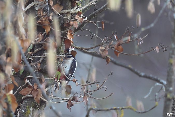 Pic épeiche  - Stéphane Corcelle
