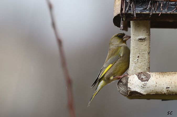 Verdier d'Europe  - Stéphane Corcelle